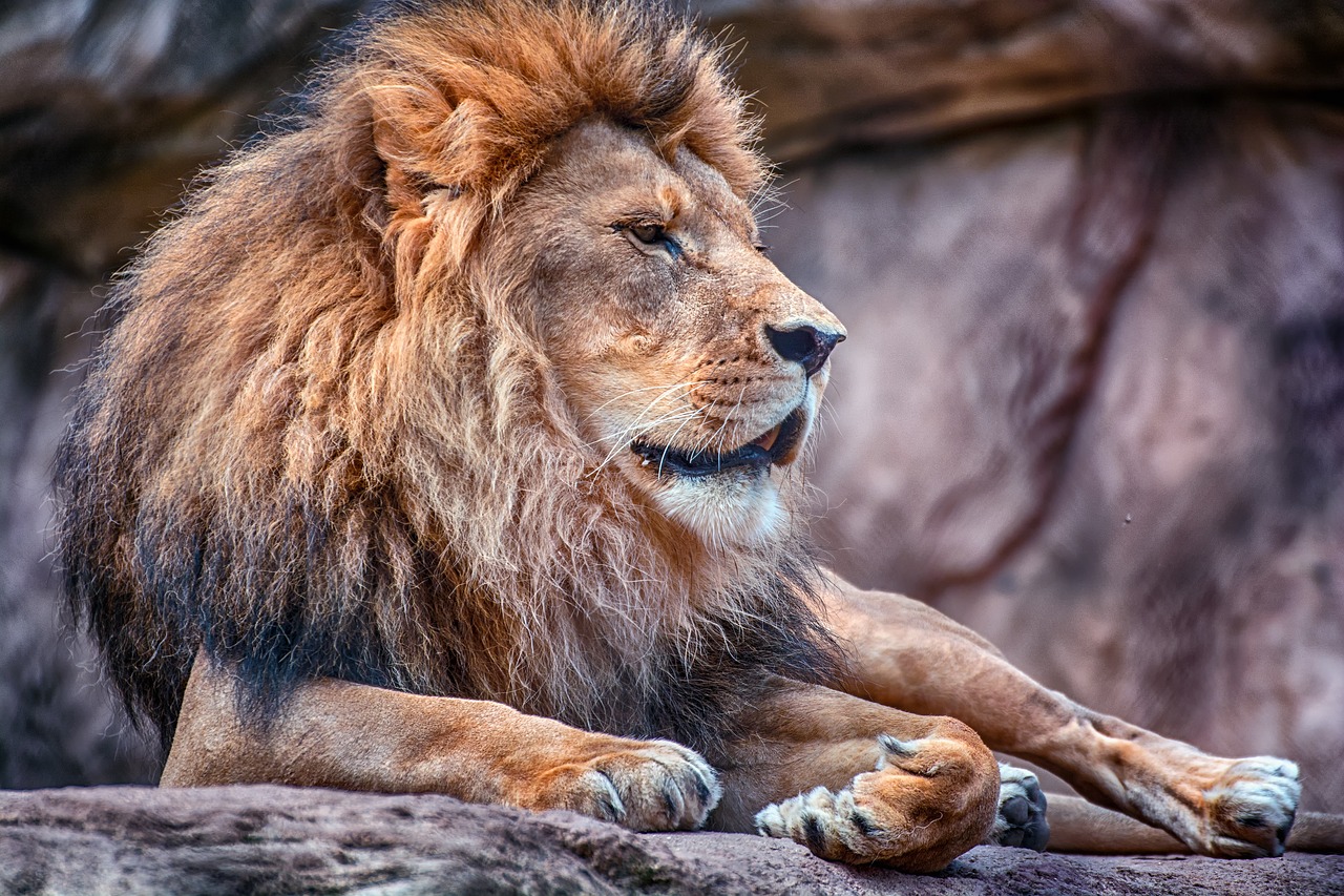 lion zoo de mervent vendee