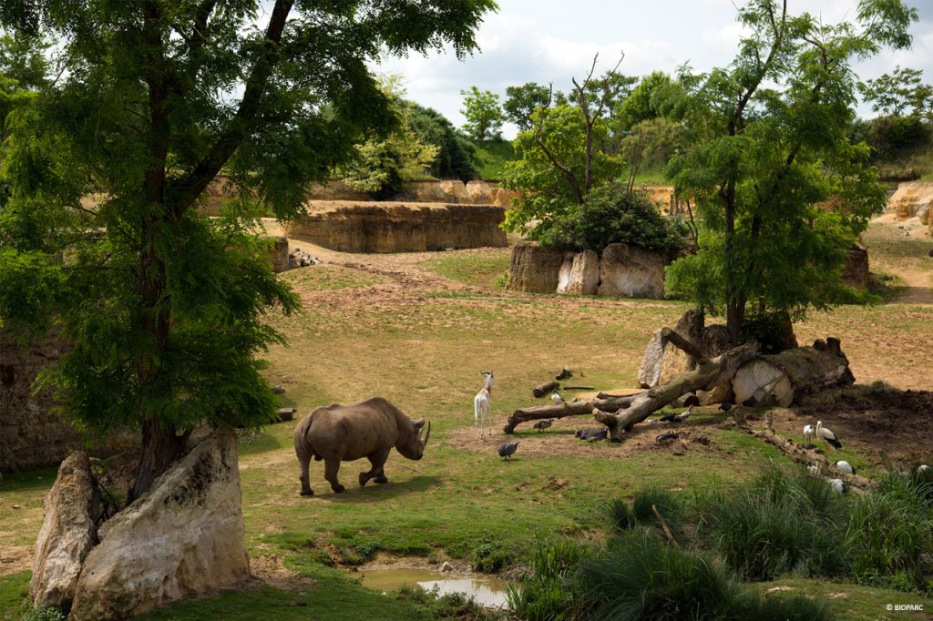 Les bisons du parc de Doué