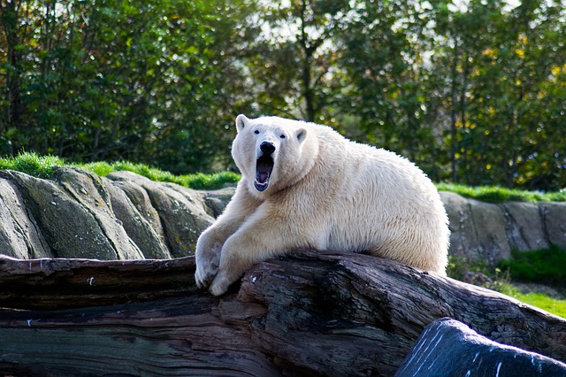 animal-ours-blanc-zoo-boissiere