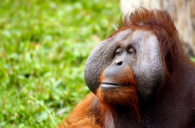 L'orang-outan, préservation de l'environnement