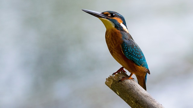 Découvrez de nombreuses espèces à la cité des oiseaux en Vendée