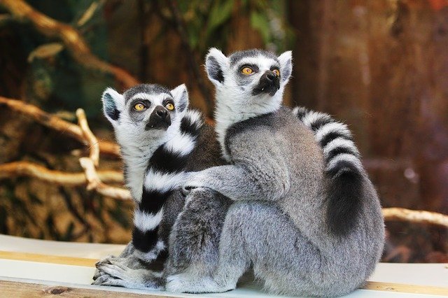 lemurien zoo