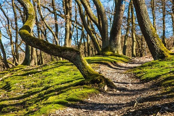 foret de maha randonnée en vendée